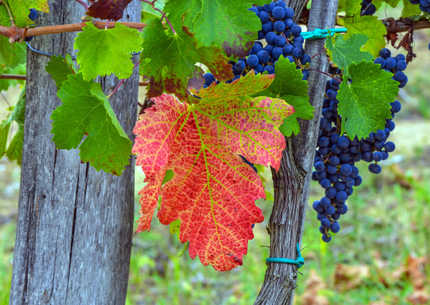 Fruška Gora Wine & Spa Tour - Thursday